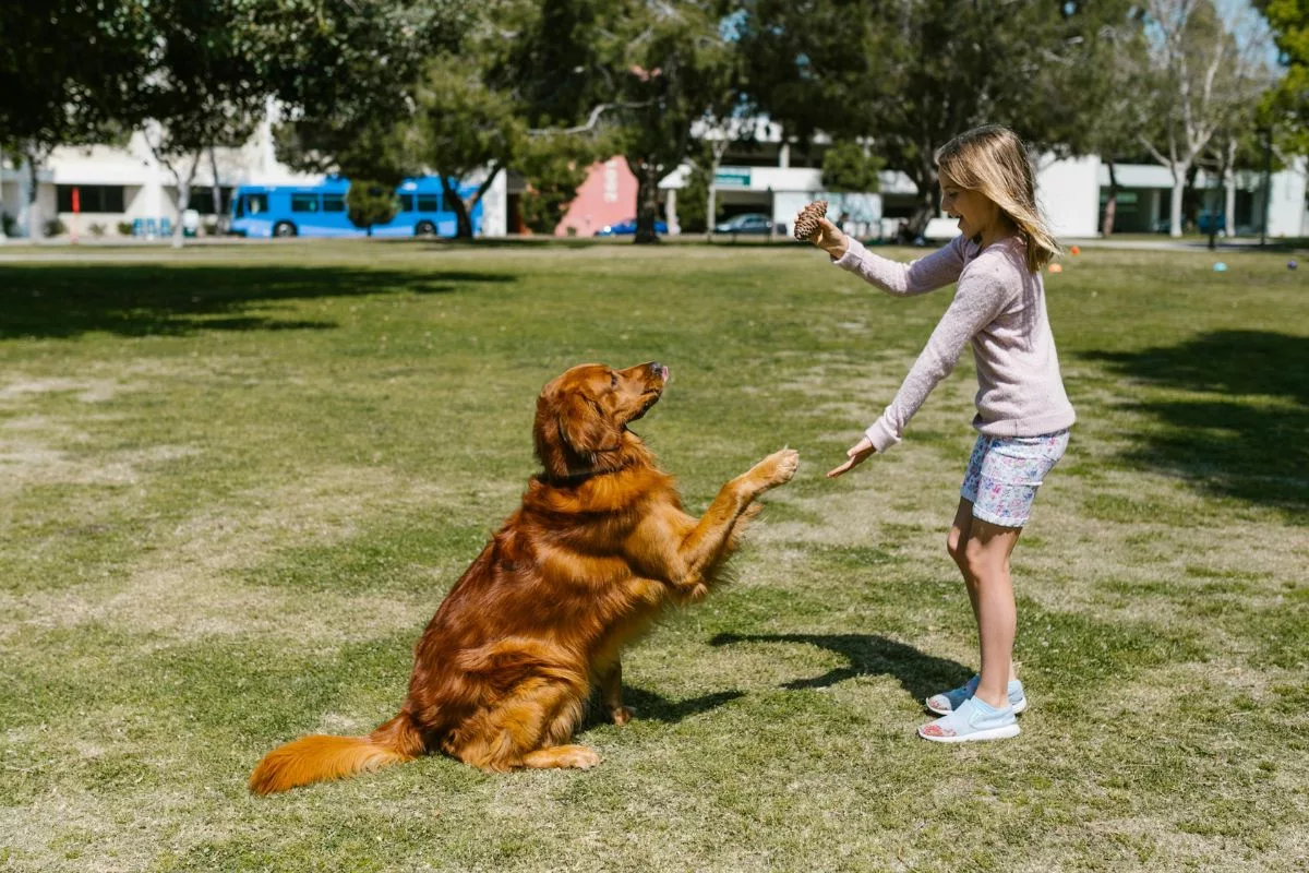 Adestramento de cães é uma prática essencial para garantir uma convivência harmoniosa entre os pets e tutores