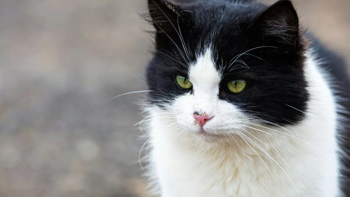 Alimentos perigosos para cães e gatos: o que nunca oferecer ao seu pet