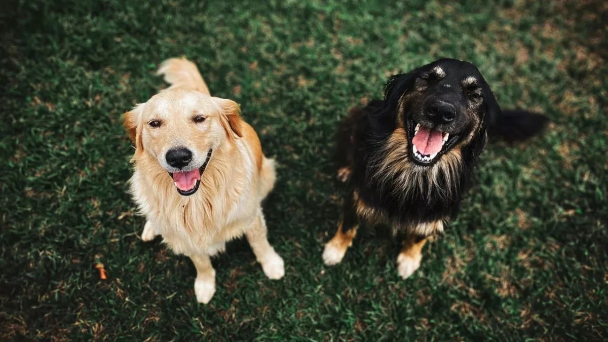 Alimentos perigosos para cães e gatos: o que nunca oferecer ao seu pet