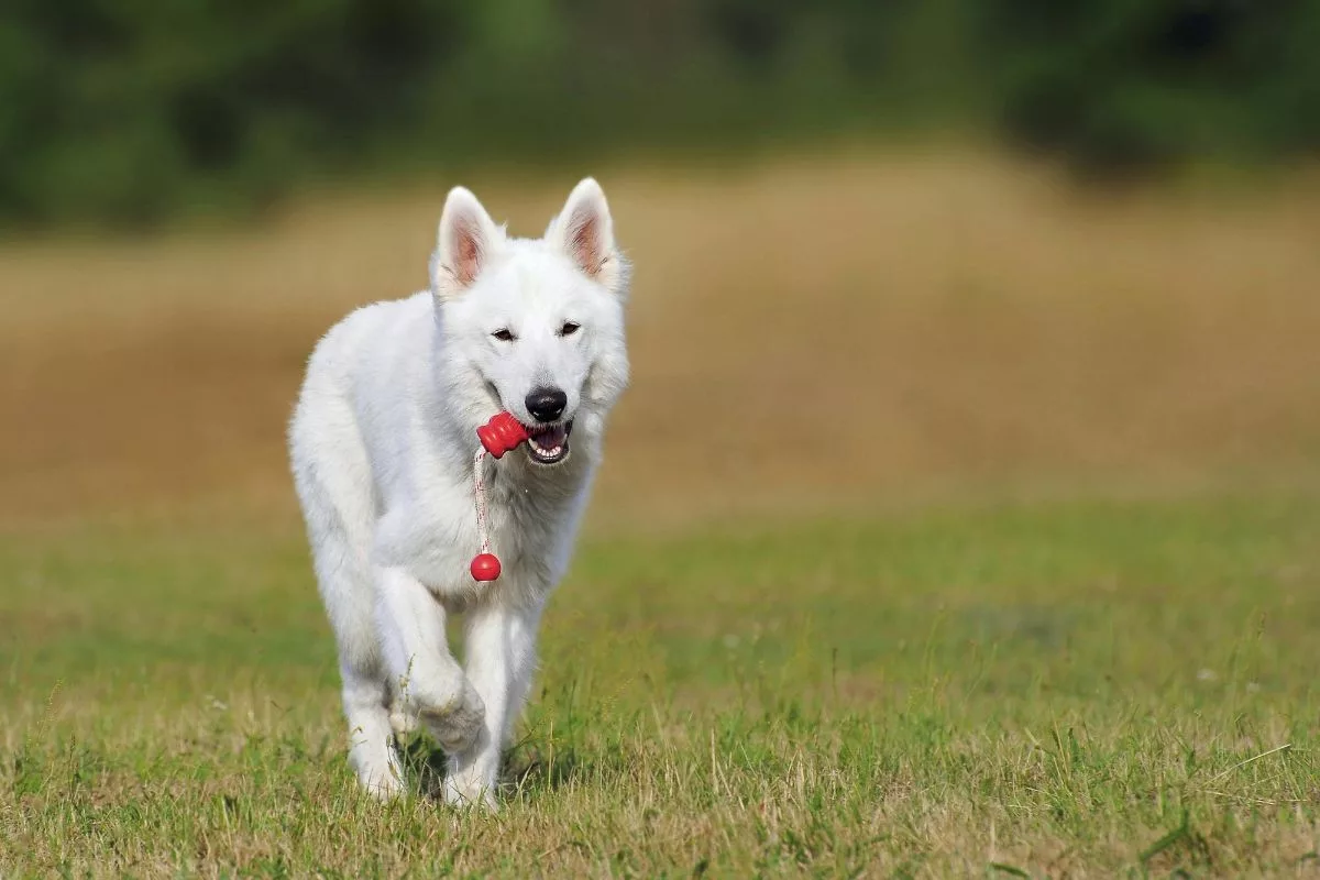 É importante preparar a casa para a chegada de um pet, seja ele um cachorro, gato ou outro animal