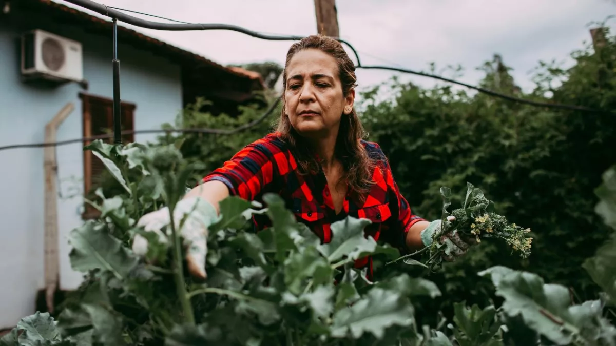 Como montar uma horta em casa