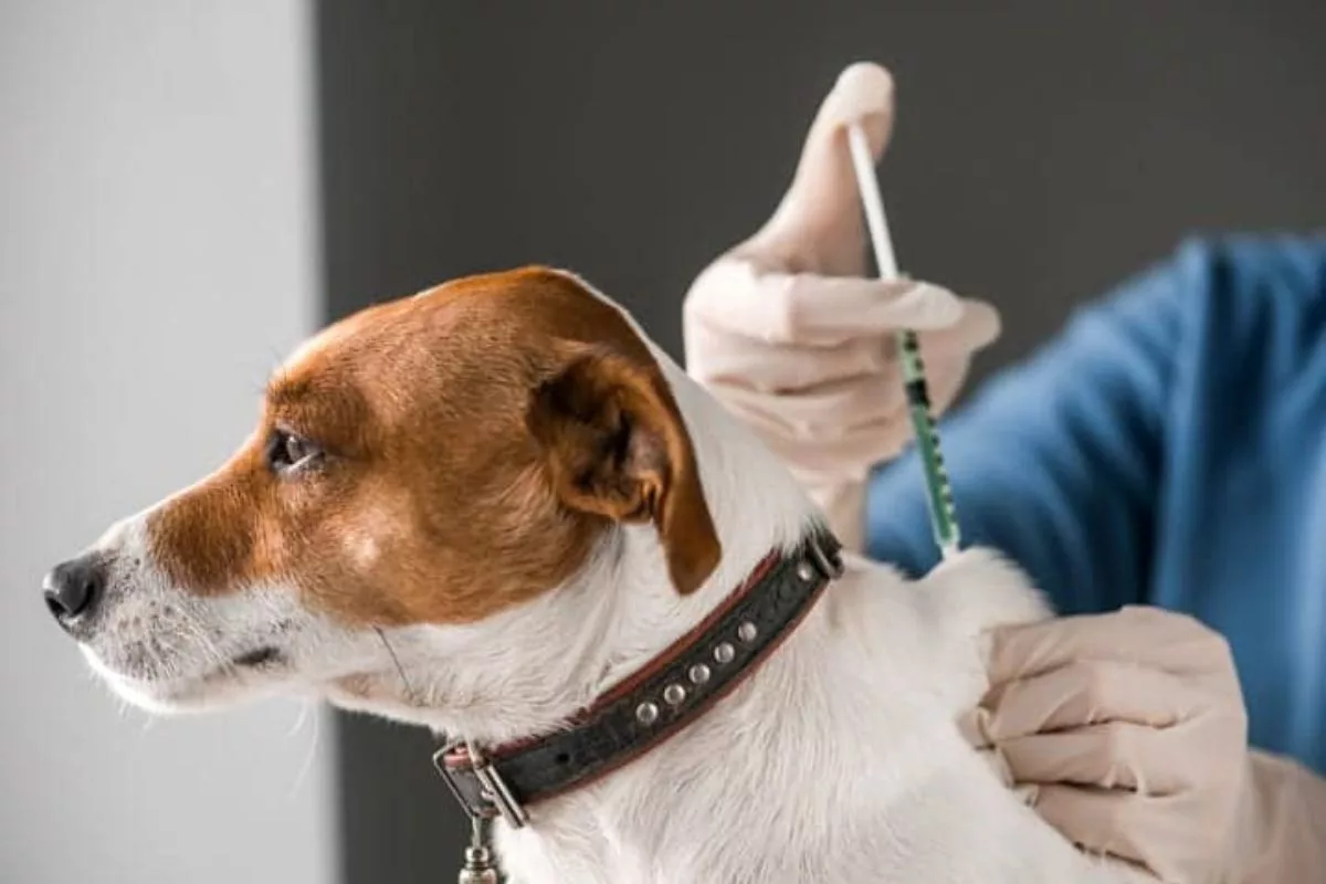 Protocolo de vacinação para cães inclui as vacinas essenciais que devem ser administradas de forma sequencial