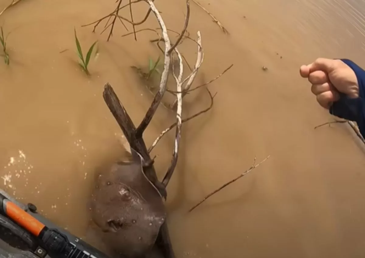 Tão logo a arraia mostrou a cara o pescador lamentou: "Tenho muito medo disso" | Foto: Reprodução