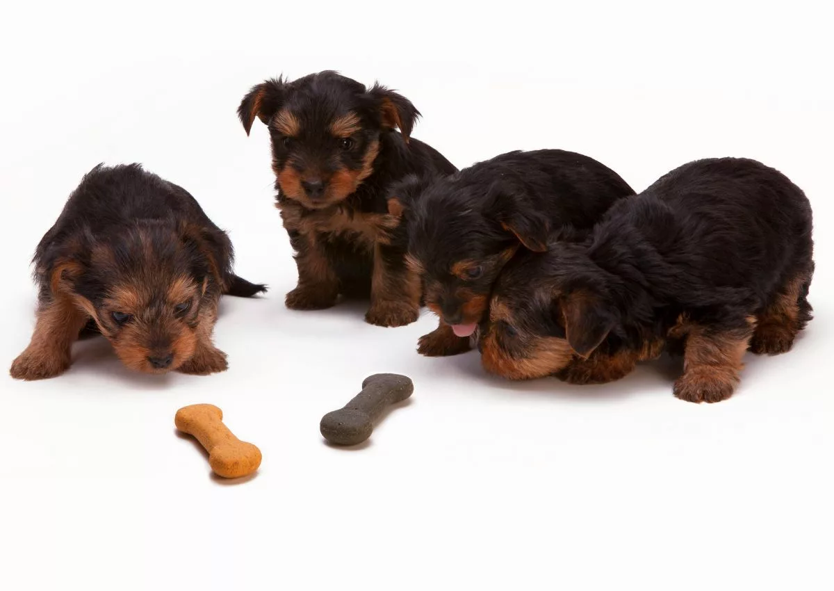 Já os felinos, que são seres exclusivamente carnívoros, cachorros precisam de uma quantidade maior de proteína animal e gordura