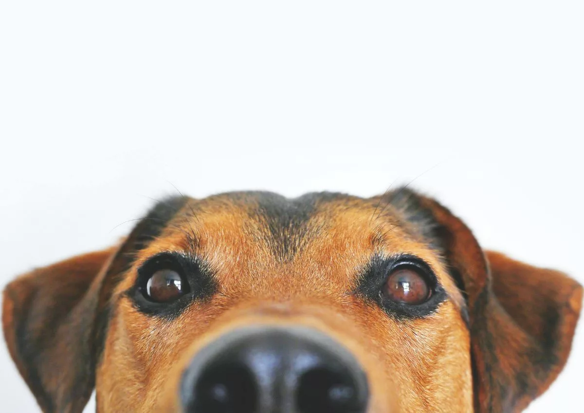 Cachorros são seres onívoros, alimentando-se tanto de proteína animal, quanto de frutas, legumes e outros vegetais