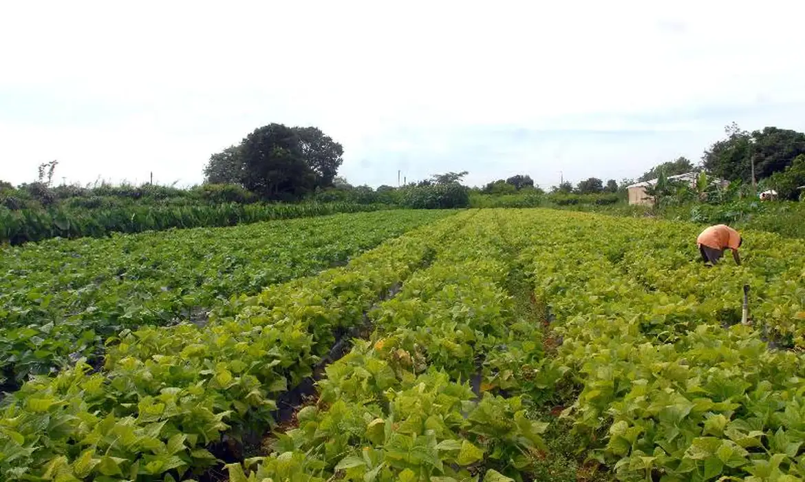 Priorize alimentos naturais: Opte por frutas, legumes, verduras e grãos integrais | Foto: Elza Fiúza/Agência Brasil