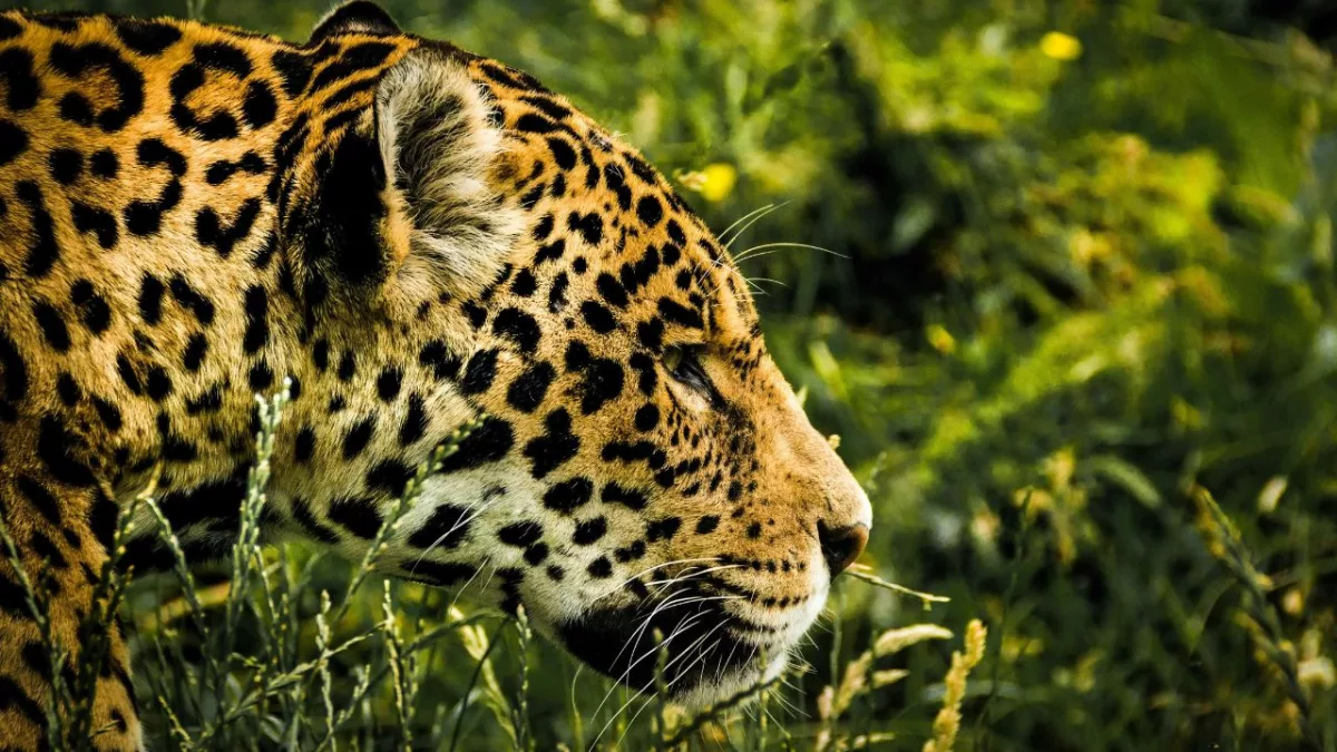 Os animais mais perigosos do Brasil