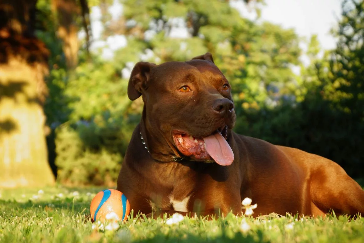 Todo cão, independentemente do porte, precisa passar por uma socialização adequada