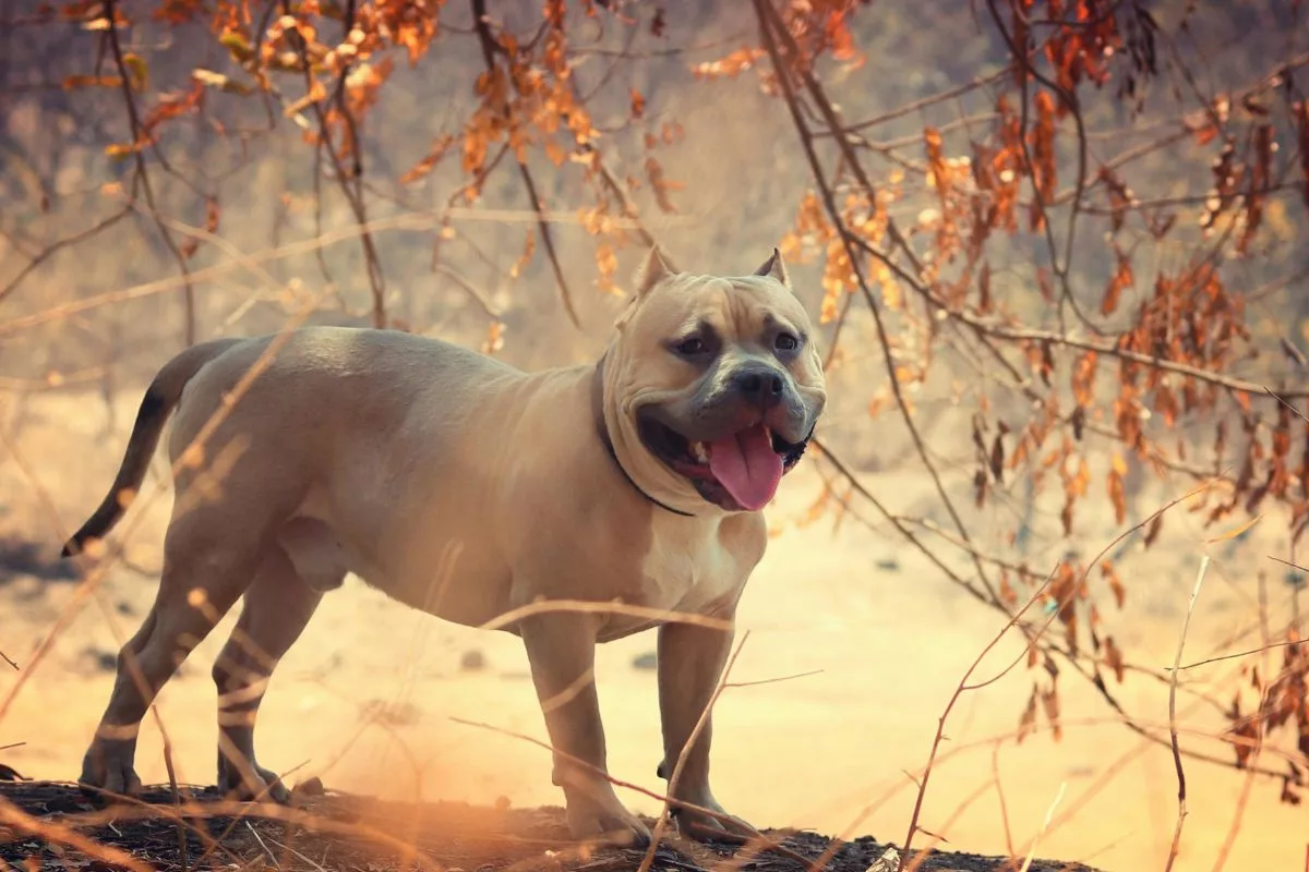 O pitbull é uma raça conhecida por sua força e lealdade