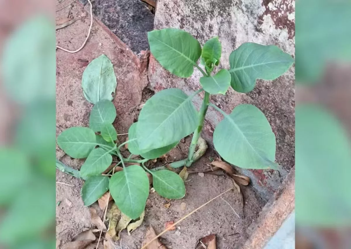 'Falsa couve' é uma planta tóxica que pode levar pessoas e animais à morte